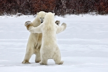 Dancing bears at the Wapusk National Park Canada by Alexey Suloev 