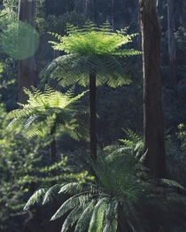 Dandenongs temperate rainforest Australia 