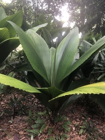 Daun payung Umbrella-leaf in Malay Johannesteijsmannia perakensis 