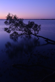Dawn at Moreton Bay Wynnum Australia 