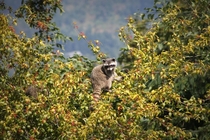 Daytime Raccoon in my Berry Tree 