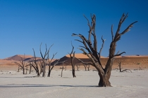 Dead acacia trees in Dead Vlei near Sossusvlei Namibia  by Ikiwaner