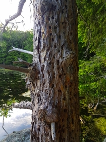 Dead pine tree becomes a feast for woodpeckers Ontario Canada  OC