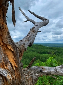 Dead pine tree on top of Blueberry Mountain highest point of the Lanark Highlands Ontario Canada  OC