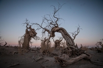 Dead Poplar Trees before Sunrise Inner Mongolia China 