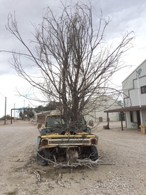 Dead Tree in a Dead Truck
