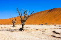 Dead trees Deadvlei Namibia by my sister 