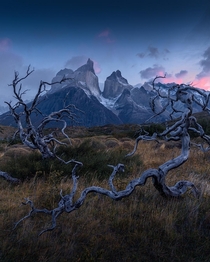 Dead Trees in Torres del Paine NP Patagonia Chile 