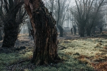 Dead willow woods Belgrade Serbia 