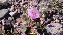 Death Valley Super Bloom  x