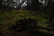 Deep forest in Blbjerg DK 