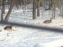 Deer bedded down in our backyard earlier this winter