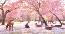 Deer Enjoy Cherry Blossoms In An Empty Park In Nara Japan