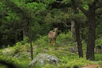 Deer in Acadia National Park 