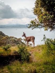 Deer on angel island forest in front of San Francisco Photo credit to Ronan Furuta