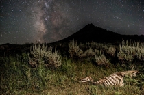 Deer Skeleton Under the Milky Way Phipsburg CO 