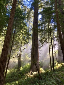 Del Norte Coast Redwoods State Park - 