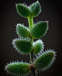 Delosperma echinatum  Pickle plant 