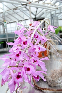 Dendrobium pendulum orchid 