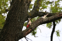 Dendrocopos major Great spotted woodpecker in Berlin Credit to my Grandpa