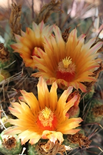 Desert Cactus Bloom Tucson AZ 