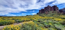 Desert in bloom after a spring rain - Siphon Draw Trail Arizona 