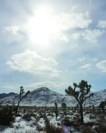 Desert Snow Field - Joshua Tree National Park California - x - 