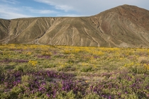 Desert Wildflowers in Anza-Borrego State Park CA 