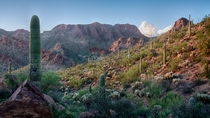 Desert Wonderland - Tucson Arizona 