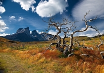 Dessicated trees in Torres del Paine NP Chile  photo by Andrey Maximov