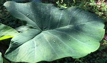 Dew beads Superhydrophobically Kalo Taro leaf - Colocasia esculenta 