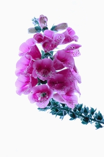 Digitalis purpurea or Foxglove 