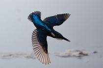 Diving Kingfisher by Keith Cochrane 
