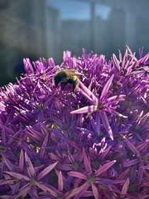 Do bees get attention in BotanicalPorn Either way GO GET IT BOIII