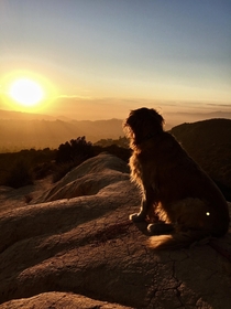 Dog Sunset as viewed from the hills above Los Angeles 