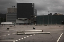 Dogs walk in the empty Olympic Park in Rio de Janeiro Photo Mario Tama 
