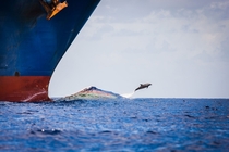 Dolphin Jumping Container Ship Wake - by Richard Steinberger 