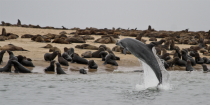 Dolphin jumps for an audience of seals 