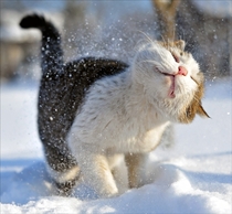 Domestic cat felis silvestris catus shaking off snow 