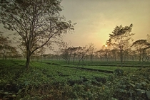 Dooars tea estate West Bengal India 