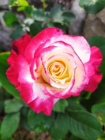 Double delight rose 