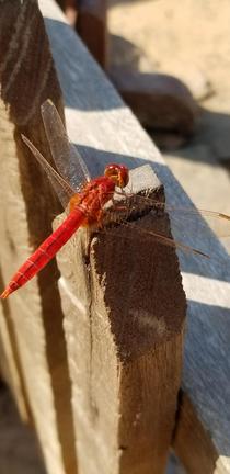 Dragonfly at Angkor Wat in Cambodia  x 