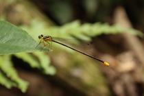 Dragonfly in Northern Laos 