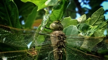 Dragonfly on Quercus canariensis x