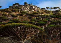 Dragons blood forest Socotra Island Yemen Photo Mark W Moffett 