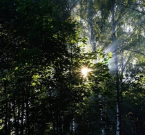 Dramatic light rays at Russian forest 