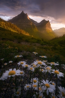 Dreaming of those summer wildflowers in Glacier National Park today Glacier NP MT  mattymeis