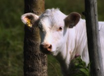 Dreamy cow 