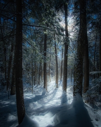 Dreamy Forest - Algonquin Ontario Canada 