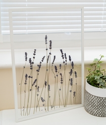 Dried Lavender Lavendula in a double glass sided frame